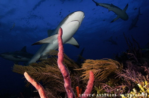 Sharks keep our reefs healthy and the Bahamas has no shor... by Steven Anderson 